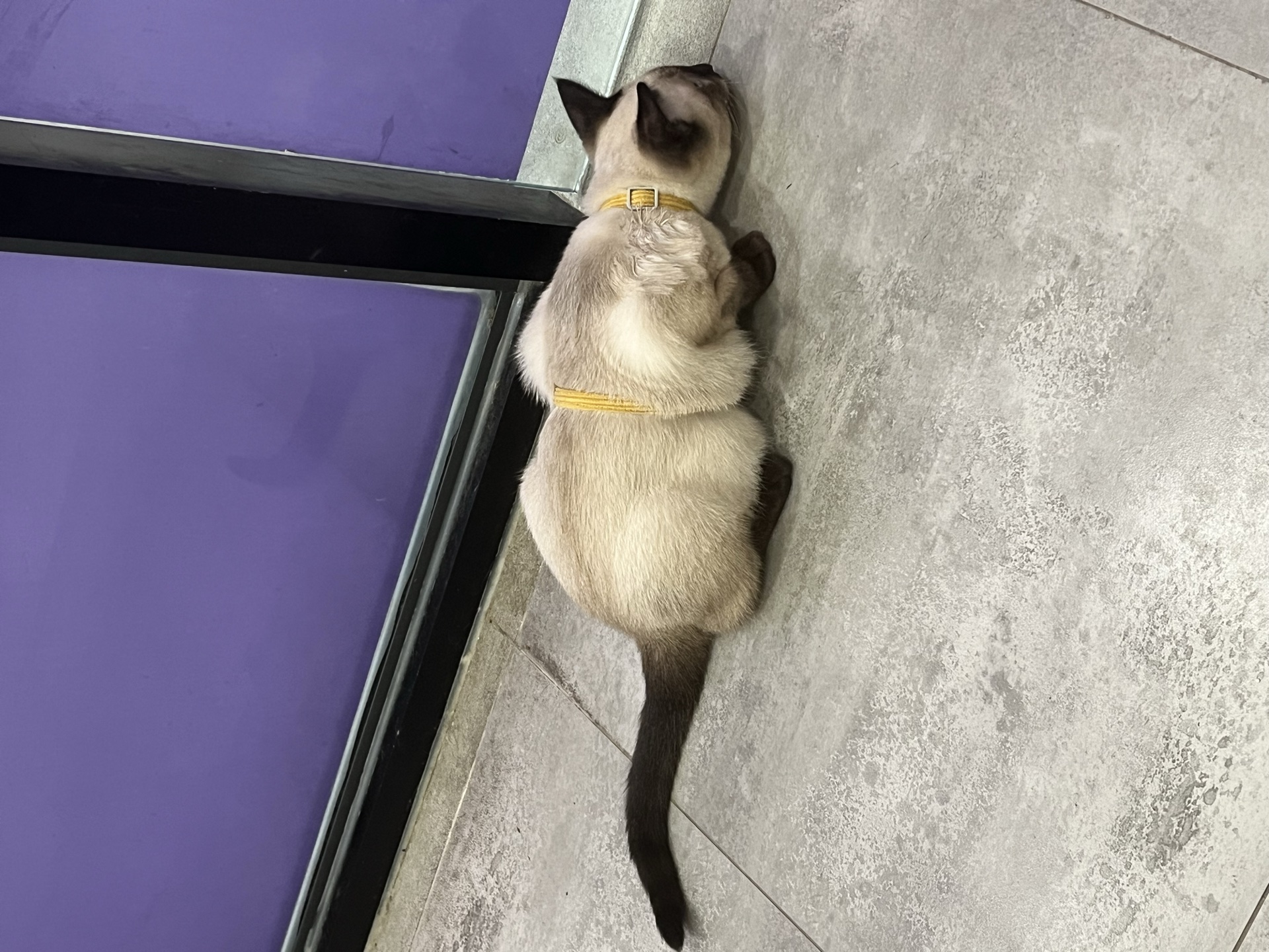 A cat wearing a yellow harness resting beside a glass door